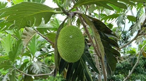 Jackfruit trees (Samparo), Jackfruit are hanging from a branch Foto stock