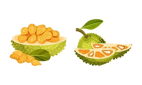 Jackfruit tropical fruit. Chopped ripe delicious exotic Indian breadfruit vector Stock Illustration