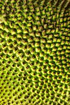 Jackfruit tropical fruit, close-up macro photography, peel texture visible. Stock Photos