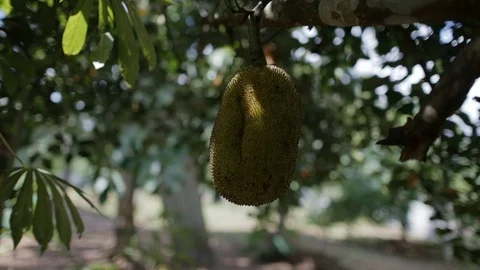 Jackfruit under tree Stock-Footage 101658991