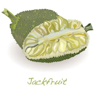Jackfruit vector isolated Stock Illustration
