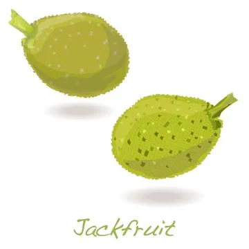 Jackfruit vector isolated Stock Illustration