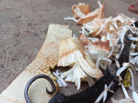 Jackfruit Vegetable peels Stock Photos