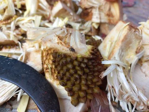 Jackfruit Vegetable peels Stock Photos