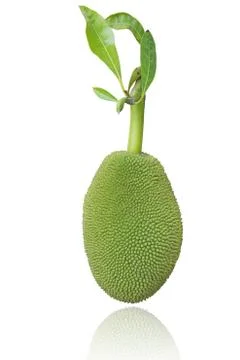 Jackfruit on white background Stock Photos