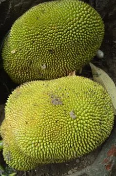 Jackfruit without fertilizer on a garden Stock Photos