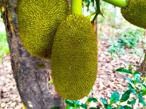 Jackfruit yellow on the tree Stock Photos