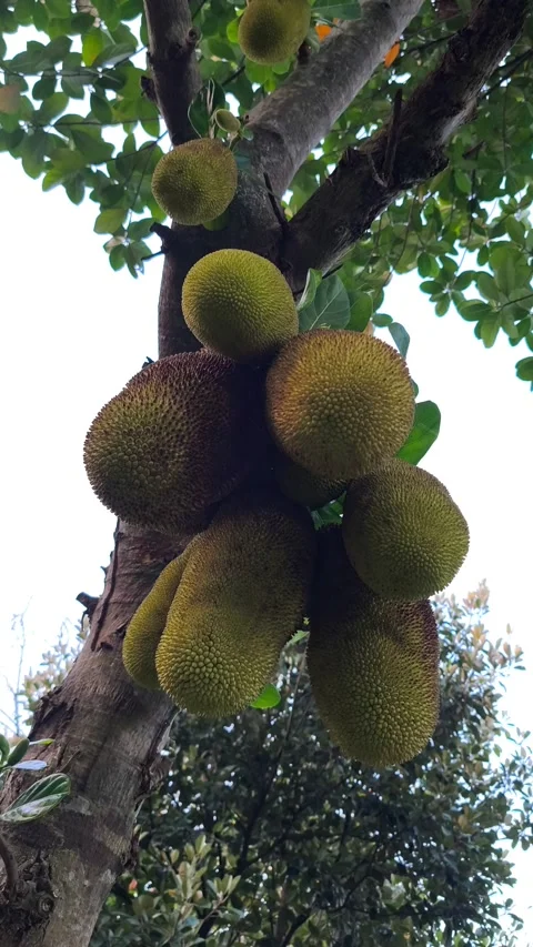 Jackfruits Growing on Tropical Tree Trunk Stock Footage 340504457
