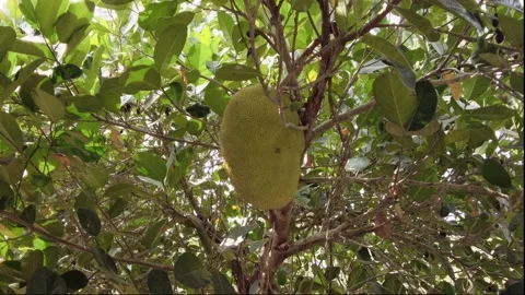 Jackfruits hang on the tree Stock Footage 148733065