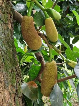 Jackfruits hanging on a tree Foto stock