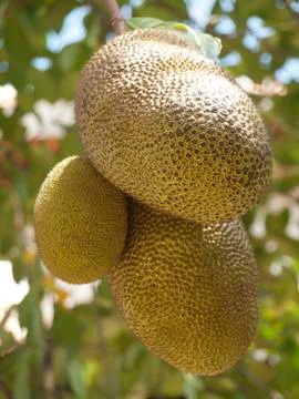 Jackfruits Stock-Fotos