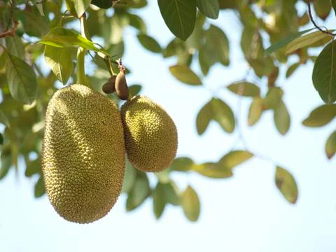 Jackfruits Foto stock