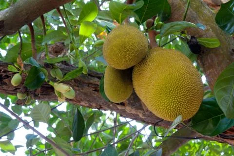 Jackfruits Stock Photos