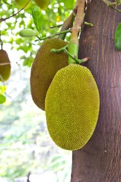 Jackfruits Stock Photos