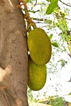 Jackfruits Stock Photos