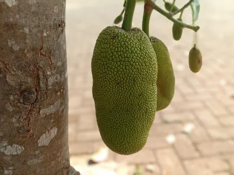 Jackfruits Stock Photos