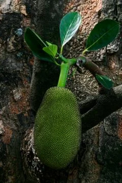 Jackfruits on a tree Stock Photos