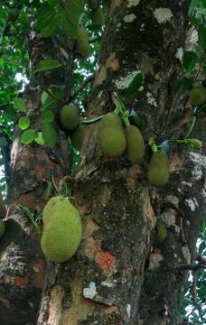 Jackfruits on a tree Stock Photos