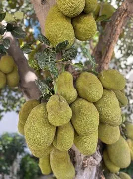 Jackfruits on the tree Stock Photos