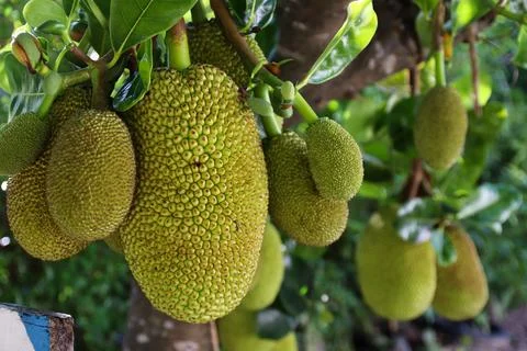 Jackfruits on the Tree. Stock-Fotos