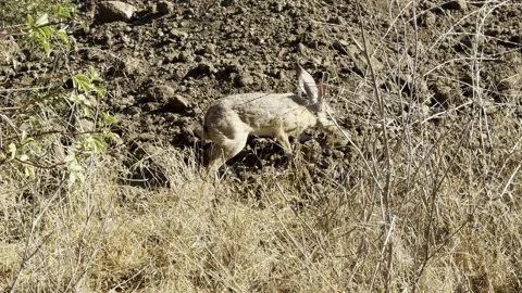 A jackrabbit blends in with its surroundings Stock-Footage 322552277