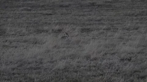 Jackrabbit in Canada Видео 337841702