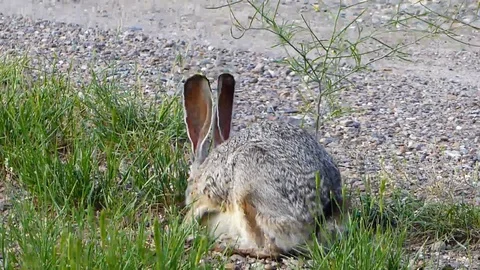 Jackrabbit Eating Green Grass Vídeos de archivo 92097993