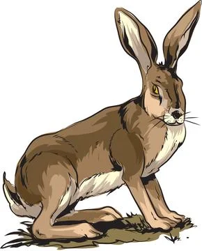 Jackrabbit illustration Stock Illustration