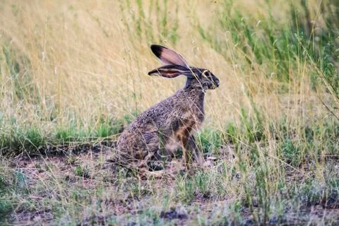 Jackrabbit Stock Photos