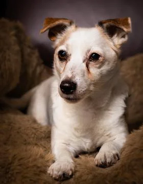 Jackrussel 스톡 사진