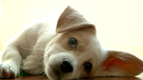 JackRussellLyingDownOneEarUp Stock Footage 10789544