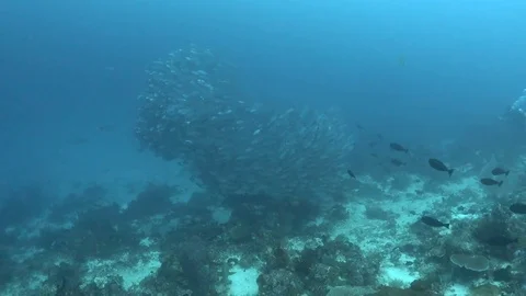 Jacks ball Video stock 74100404