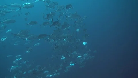 Jacks cleaning on white tip reef shark Video stock 71234011