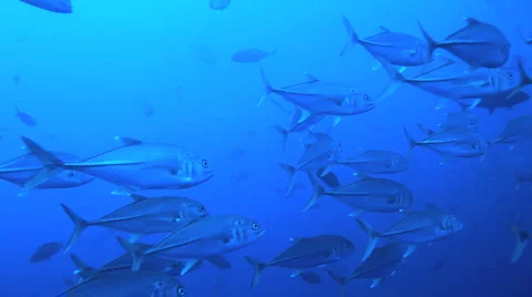 Jacks Cocos Stock-Footage 3175082