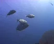 Jacks hunting glass fish SD Footage