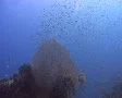 Jacks hunting glass fish SD Footage