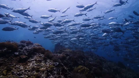 Jacks at the Reef || Schooling fish &amp; Corals Stock Footage 149964843