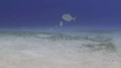 Jacks swim by the camera over a barren sandbank. Stock Footage 70101592