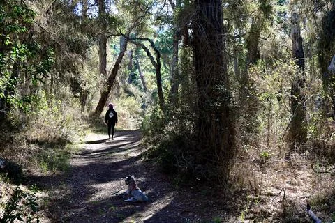 In Jacks Wood Stock Photos