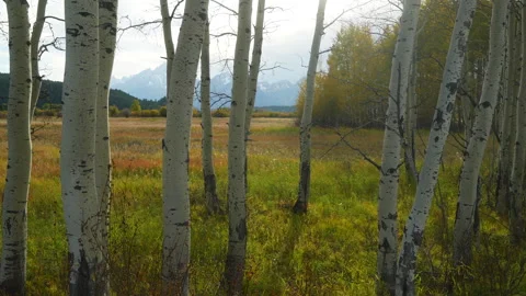 Jackson Lake golden fall yellow Aspen tree groove Grand Teton peaks Stock Footage 255992962