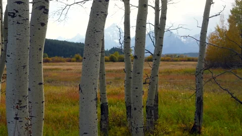 Jackson Lake golden fall yellow Aspen tree groove Grand Teton peaks Stock Footage 255994003