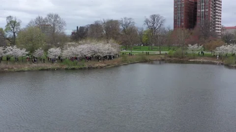 Jackson Park Cherry Blossoms Vídeos de archivo 193912947
