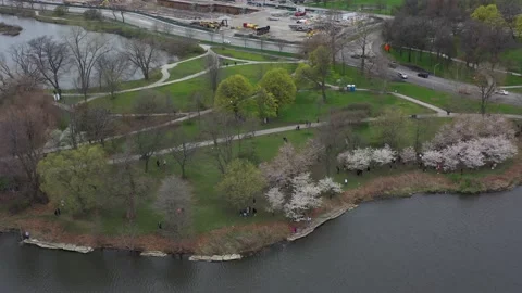 Jackson Park Cherry Blossoms Vídeos de archivo 193917732