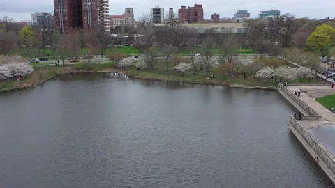 Jackson Park Cherry Blossoms Vídeos de archivo 193918860