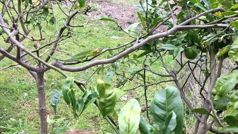 Jackson's Chameleon Dances Along Limb 스톡 동영상 88526811