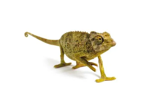 Jackson's chameleon Stock Photos