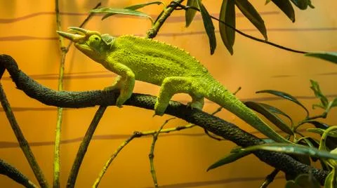 Jackson's chameleon Stock Photos