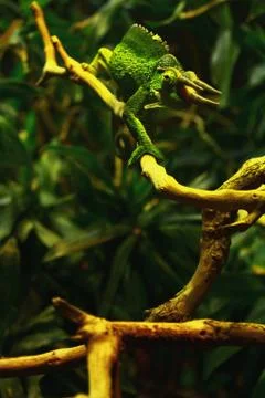 Jackson's Chameleon Foto stock