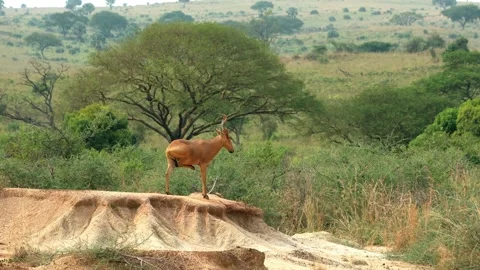 Jacksons Hartebeest in Uganda. Stock Footage 301021041