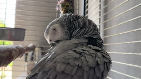 Jaco parrot in a cage. Feathered gray with a red tail. A large talking bird.. Video stock 247133904